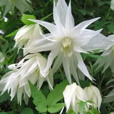 Княжик АЛЬБИНА ПЛЕНА белый махровый в Уфе