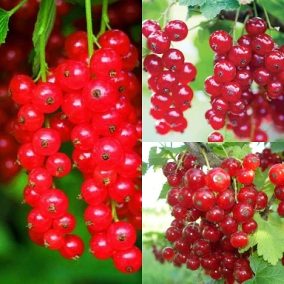 Комплект КРАСНЫЙ УРОЖАЙ в Уфе