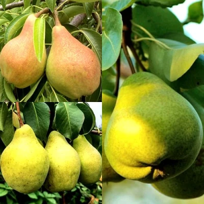 Комплект НАСТОЯЩИЙ ВОСТОРГ в Уфе