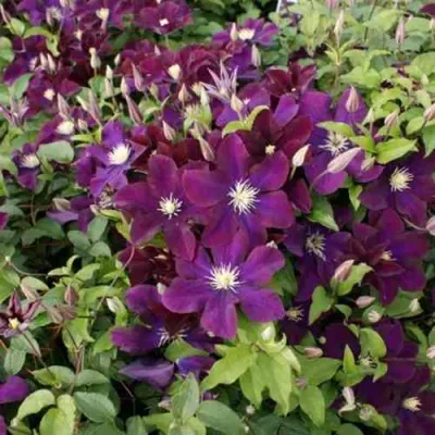 Клематис ГЕРОИ ВАРШАВЫ в Уфе