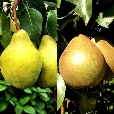 Комплект ДУЭТ в Уфе