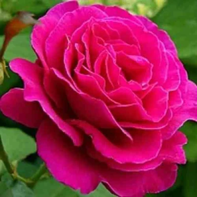 саженцы роз малиновый звон