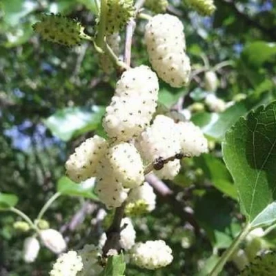 Шелковица БЕЛАЯ МЕДОВАЯ в Уфе