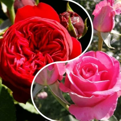 Комплект РОМАНТИЧЕСКИЙ БУКЕТ в Уфе