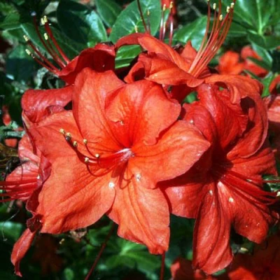 Азалия ДОЛОРОСО листопадная в Уфе