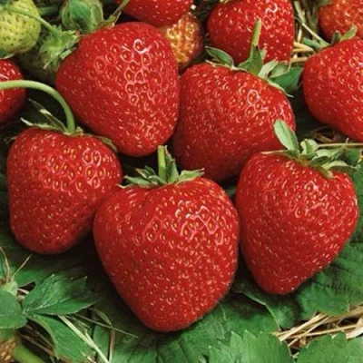 саженцы клубники Корона