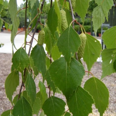 Береза ФАСЦИНЕЙШЕН белая  в Уфе