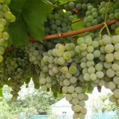 Виноград АНАНАСНЫЙ РАННИЙ в Уфе