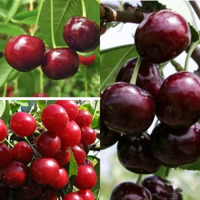 Комплект ВИШНЕВЫЙ САД в Уфе