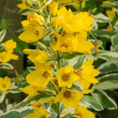 Вербейник АЛЕКСАНДР точечный в Уфе