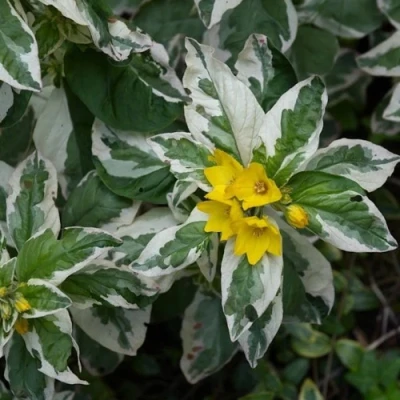 Вербейник АЛЕКСАНДР точечный в Уфе