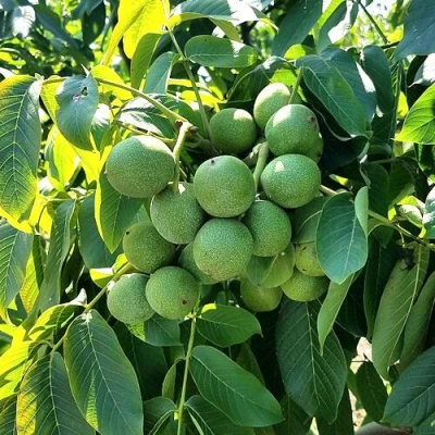 Грецкий орех  ИЗЯЩНЫЙ в Уфе