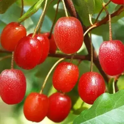 Гуми ТАИСА (ЛОХ МНОГОЦВЕТКОВЫЙ) в Уфе