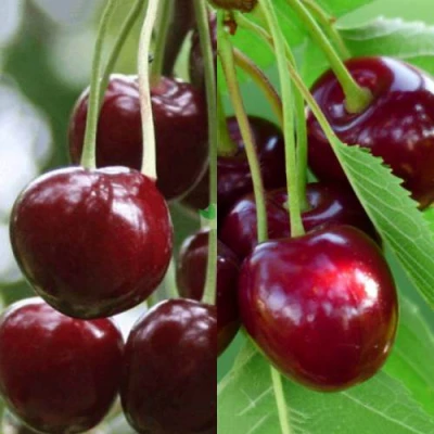 Комплект ВИШНЕВЫЙ ТАНДЕМ в Уфе