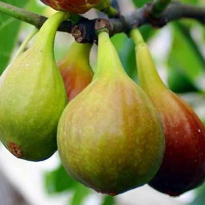 Инжир ДАЛМАТСКИЙ в Уфе