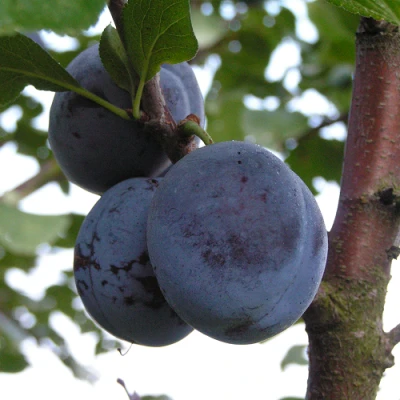 Слива ВЕНГЕРКА БЕЛОРУССКАЯ в Уфе