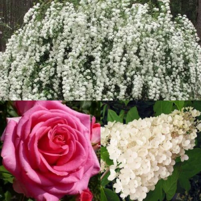 Комплект ВЕЧНАЯ КЛАССИКА в Уфе