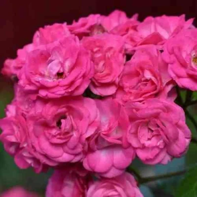 саженцы розы Динки