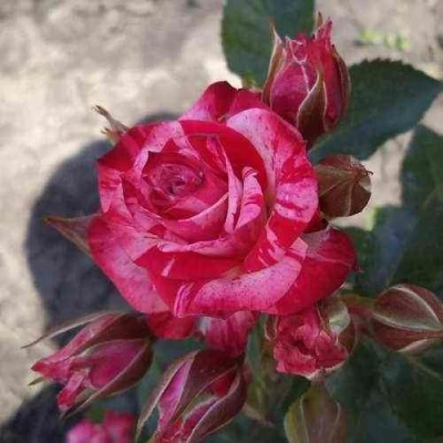 саженцы розы Файер Воркс