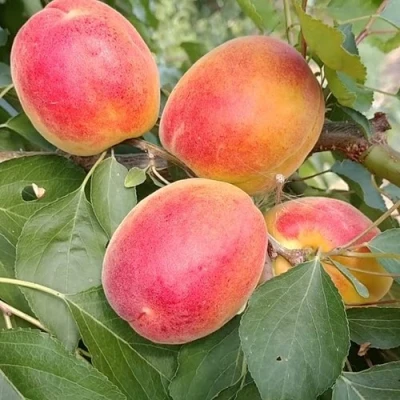 Абрикос ОСОБЕННЫЙ ДЕНИСЮКА в Уфе