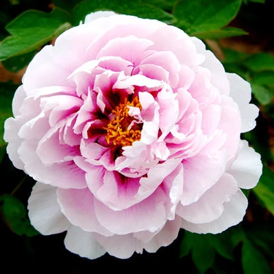 Пион ПЕРСИК ПОД СНЕГОМ древовидный в Уфе