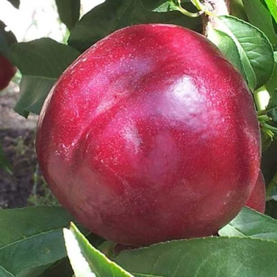 саженцы нектарина