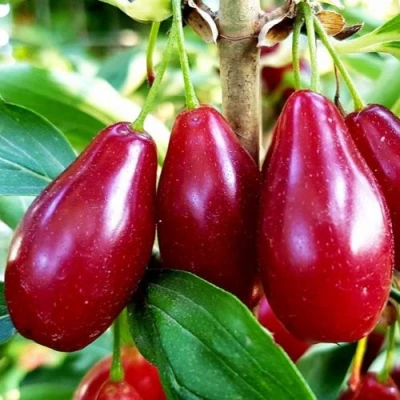 Кизил ВЛАДИМИРСКИЙ в Уфе