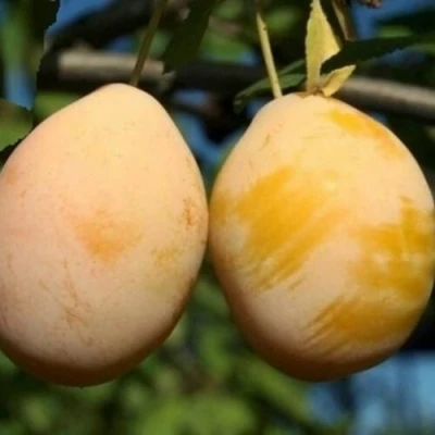 Слива ВАШИНГТОН в Уфе