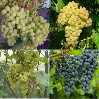 Комплект ВИНОГРАДНАЯ РАДУГА в Уфе