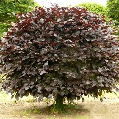 Бук лесной АТРОПУНИЦЕА в Уфе