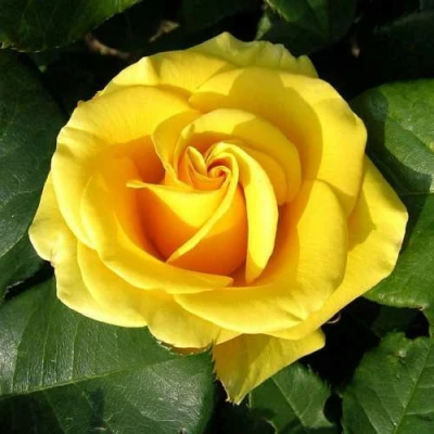 саженцы роз папилон