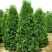 Туя ПИРАМИДАЛИС КОМПАКТА западная в Уфе