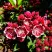 Кальмия КАРДИНАЛ в Уфе