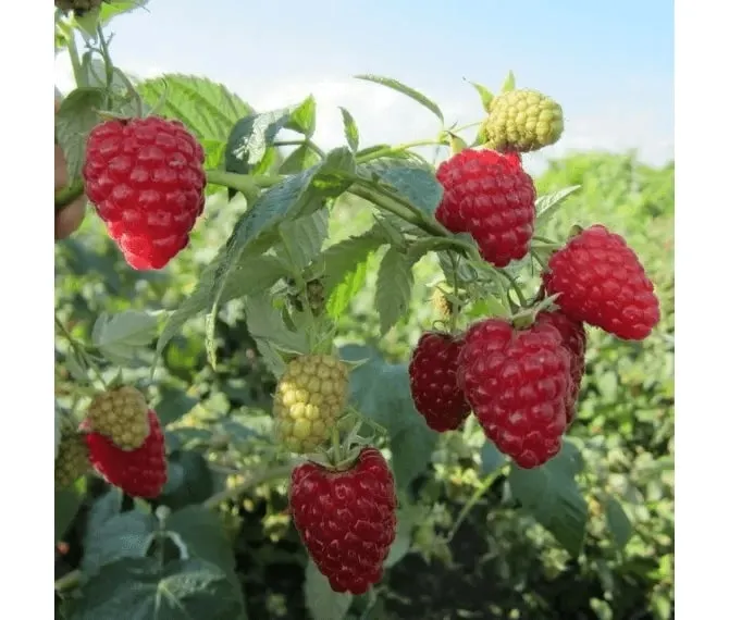 саженцы Малина ремонтантная саженцы Малина ремонтантная