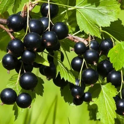 Саженцы смородины оптом  Саженцы смородины оптом в Уфе