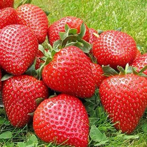 Клубника ЭЛИАНЕ  Клубника ЭЛИАНЕ в Уфе