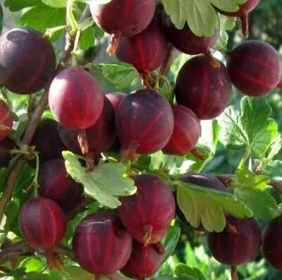 Cаженцы крыжовника оптом  Cаженцы крыжовника оптом в Уфе