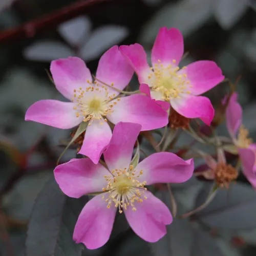 Саженцы роз сизая в Уфе