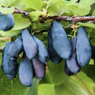 Саженцы жимолости оптом  Саженцы жимолости оптом в Уфе