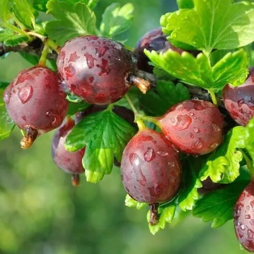 Крыжовник СЕРЕНАДА  Крыжовник СЕРЕНАДА в Уфе