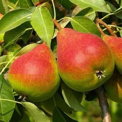 Саженцы груши оптом  Саженцы груши оптом в Уфе