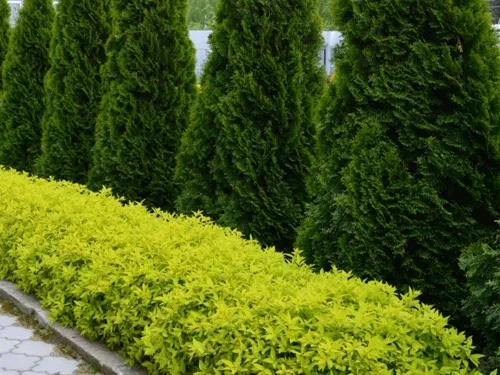 Лучшие хвойные растения в дизайне сада Лучшие хвойные растения в дизайне сада