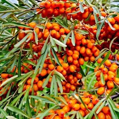 Саженцы облепихи оптом  Саженцы облепихи оптом в Уфе