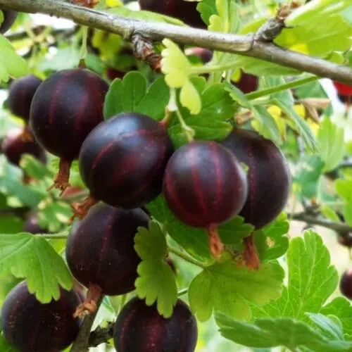 Крыжовник СЕВЕРНЫЙ КАПИТАН  Крыжовник СЕВЕРНЫЙ КАПИТАН в Уфе