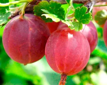 шершневский крыжовник0.jpg шершневский крыжовник0.jpg