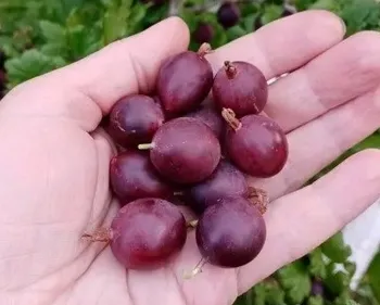 раволт крыжовник раволт крыжовник