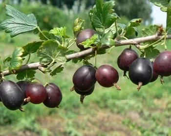 северный капитан крыжовник северный капитан крыжовник