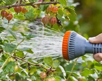 полив крыжовника.jpg полив крыжовника.jpg