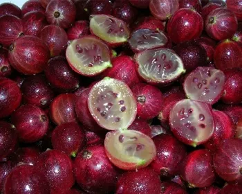 краснославянский крыжовник краснославянский крыжовник