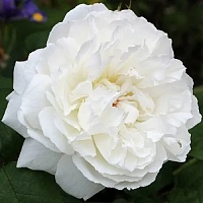 Саженцы роз ВИНЧЕСТЕР КАФЕДРАЛ английская  Саженцы роз ВИНЧЕСТЕР КАФЕДРАЛ английская в Уфе